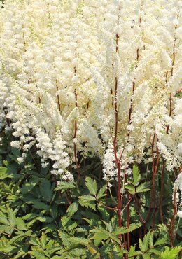 Astilbe Younique White 2 Litre