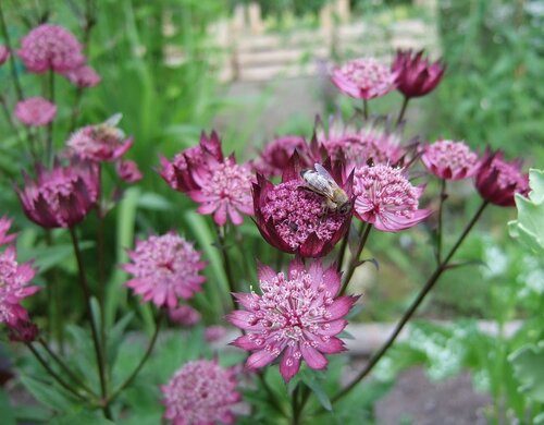 Astrantia Burgundy Manor 3 Litre