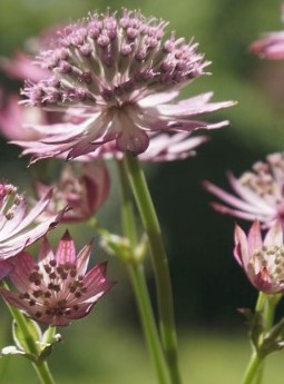 Astrantia Roma 3 litre