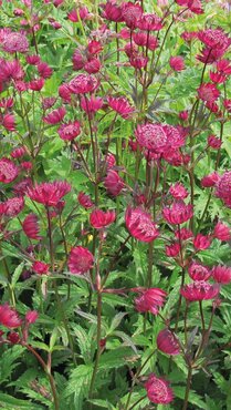 Astrantia Sparkling Stars Red 3 litre