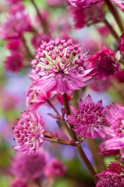 Astrantia Star Of Beauty 2 Litre