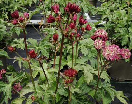 Astrantia Star Of Love 2 Litre