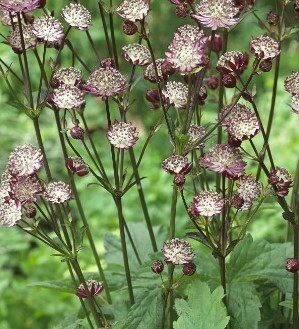 Astrantia Star of Passion 2 Litre