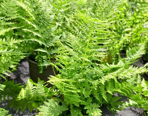 Athyrium Filix Femina 1 Litre