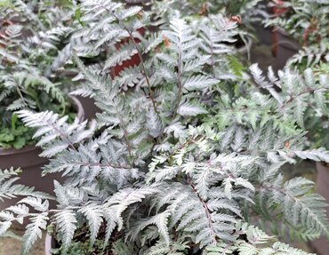 Athyrium Metallicum 1 Litre