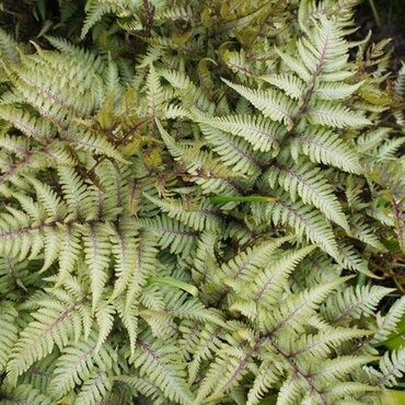 Athyrium Pictum 1 Litre