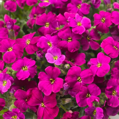 Aubrieta Florado Neon Pink 2 Litre