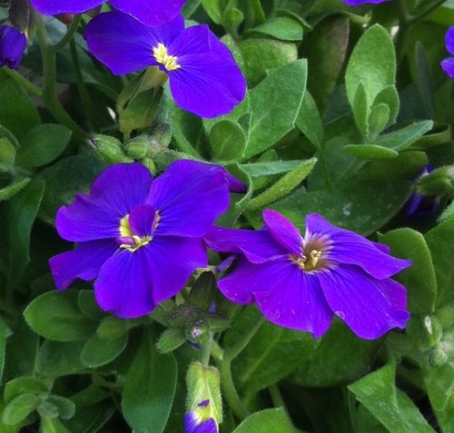 Aubrietia Blue Six Pack