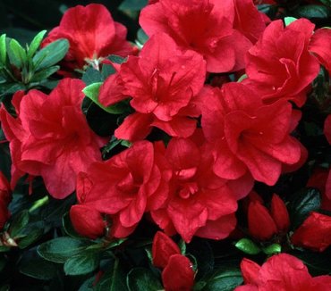 Azalea Evergreen Florida 3 litre