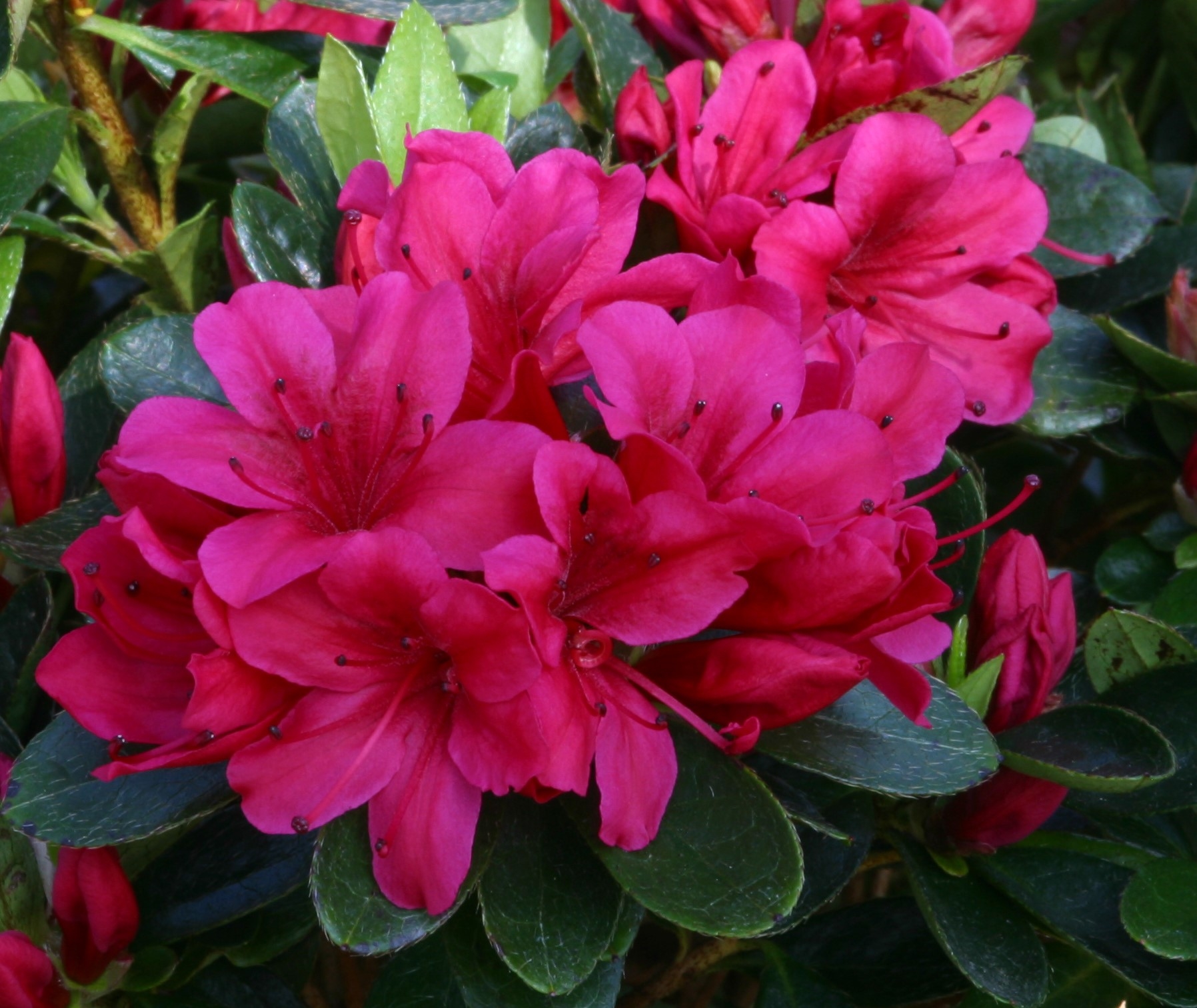 Azalea Evergreen Geisha Red 3 litre - Stewarts Garden Centre