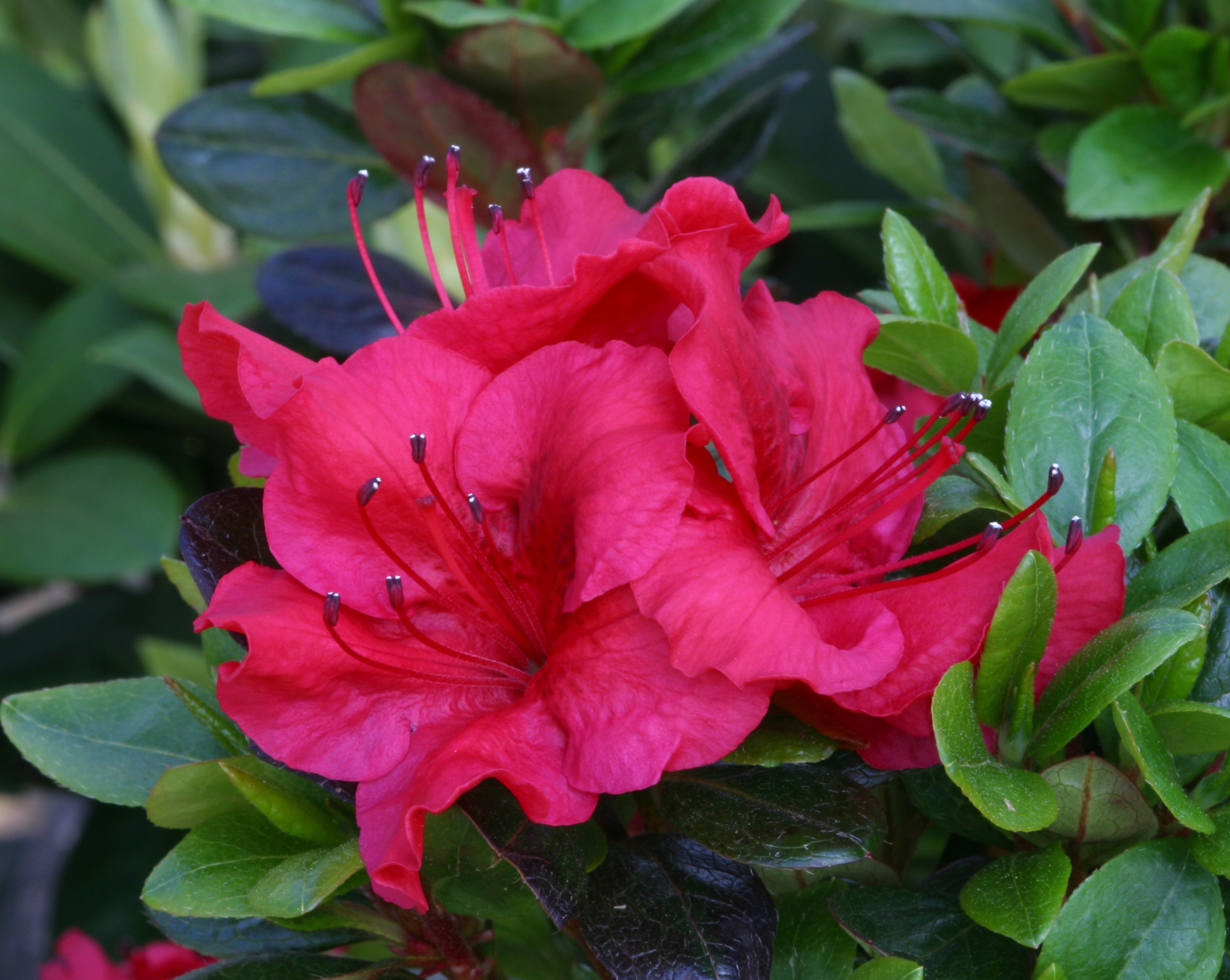 Azalea Evergreen Johanna 3 litre - Stewarts Garden Centre