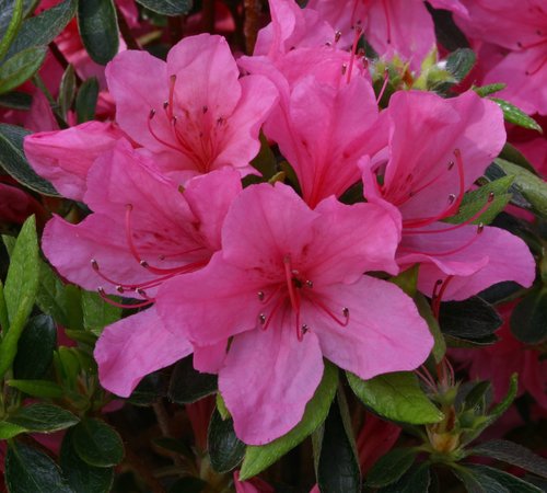 Azalea Evergreen Madame Van Hecke 3 litre - Stewarts Garden Centre