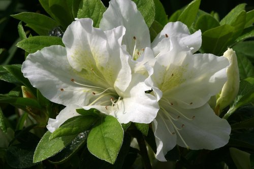 Azalea Evergreen Mary Helen 3 litre