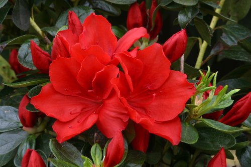 Azalea Evergreen Santa Maria 3 Litre