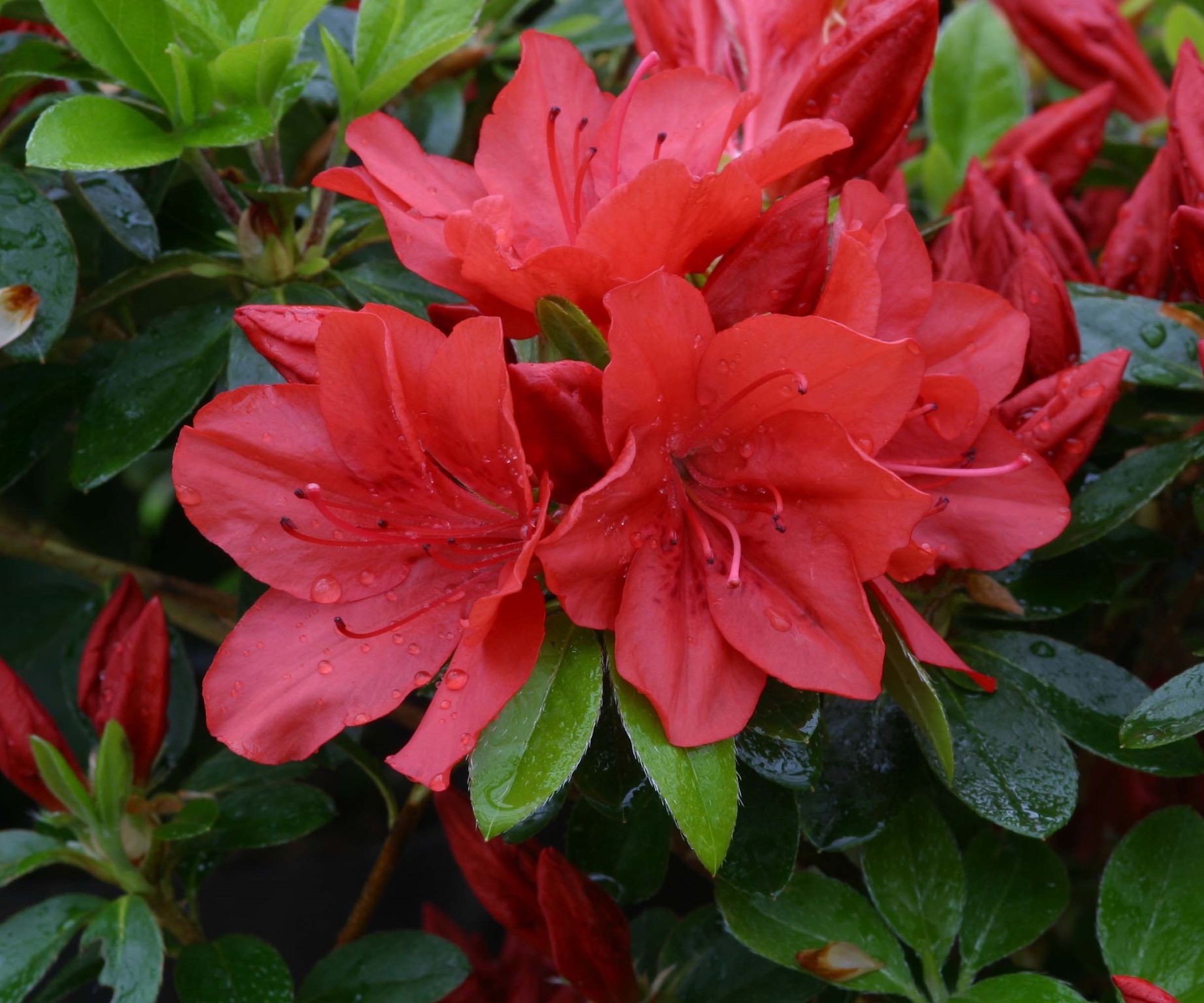 Azalea Evergreen Torchlight 3 litre - Stewarts Garden Centre