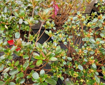 Azalea japonica Mixed 5 Litre