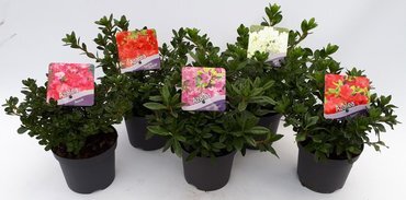 Azalea Mix 13cm