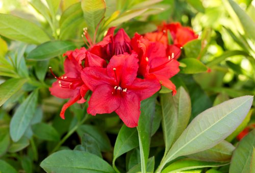 Azalea Nabucco (Deciduous) 5 litre