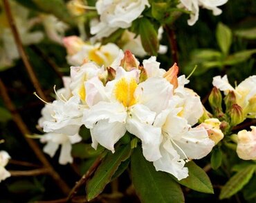 Azalea Silver Slipper (Deciduous) 5 Litre