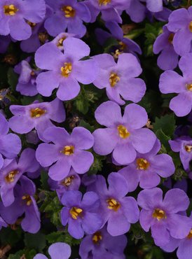 Bacopa Megacopa Blue Plug