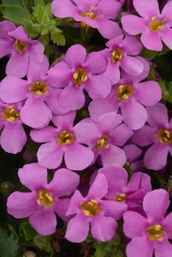 Bacopa Megacopa Pink Plug