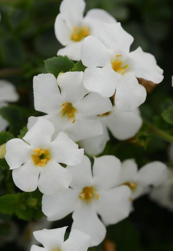 Bacopa Megacopa White Plug