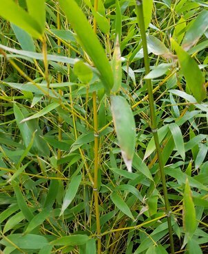 Bamboo (Phyllostachys) Aurea 10 Litre