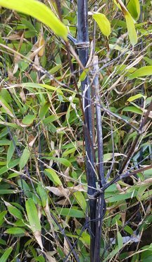 Bamboo (Phyllostachys) Nigra 10 Litre