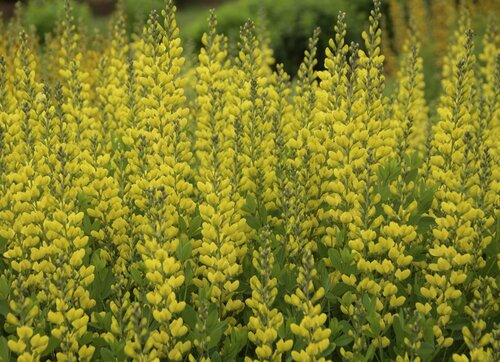 Baptisia American Goldfinch 5.5 Litre