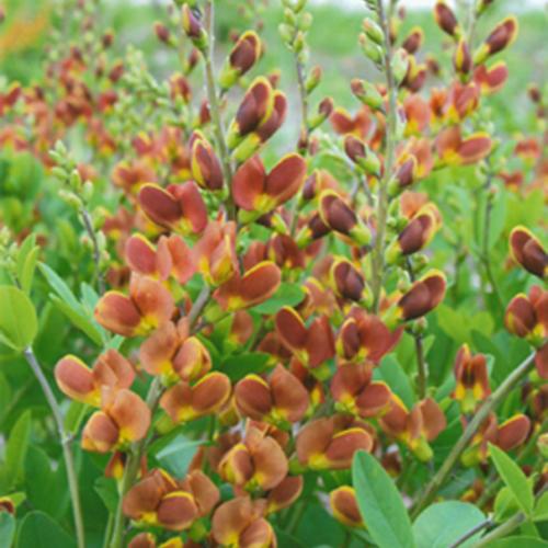 Baptisia Decadence Cherries Jubilee 5.5 Litre