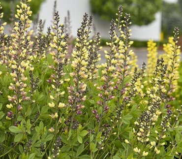 Baptisia Decadence Pink Lemonade 5.5 Litre