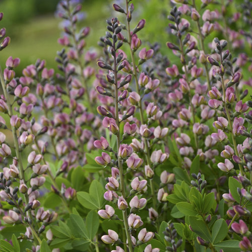 Baptisia Decadence Pink Truffles 5.5 Litre