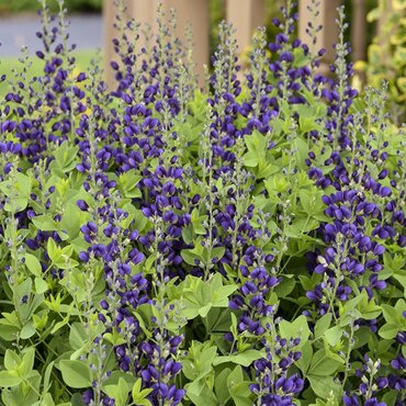 Baptisia Decadence Sparkling Sapphires 5.5 Litre