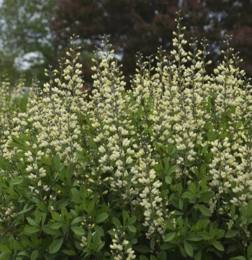 Baptisia Decadence Vanilla Cream 3 Litre