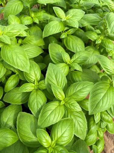 Basil Sweet Genovese 6 Pack