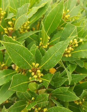 Bay Mini Cone (Laurus Nobilis) - image 2