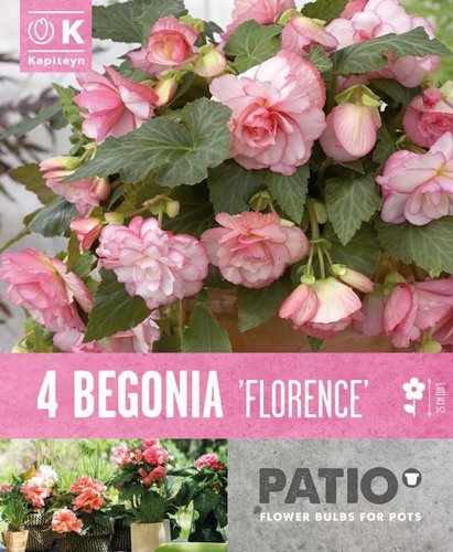 Begonia Cascade Floreance