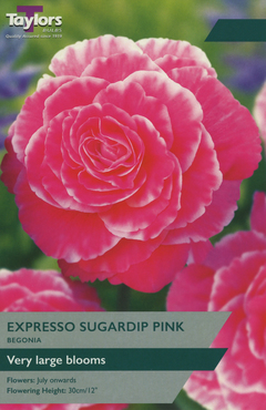 Begonia Expresso Sugardip Pink