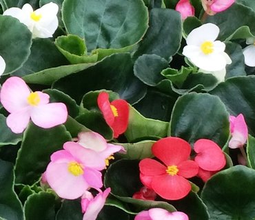 Begonia Green Leaf Mix 6 Pack