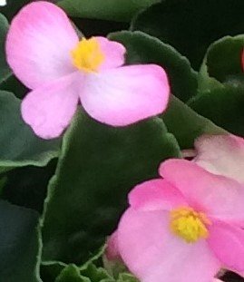 Begonia Green Leaf Pink Six Pack