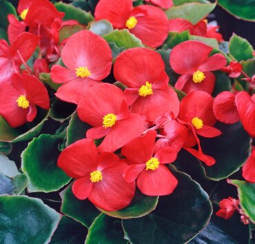 Begonia Green Leaf Scarlet 6 Pack