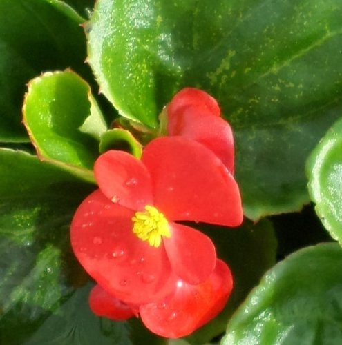 Begonia Green Leaf Scarlet 6 Pack