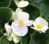 Begonia Green Leaf White 6 Pack