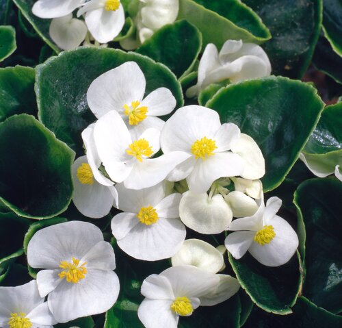 Begonia Green Leaf White 6 Pack