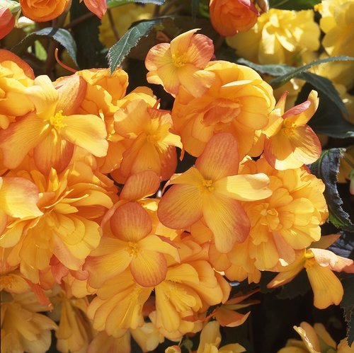 Begonia Illumination Apricot Premium Plug