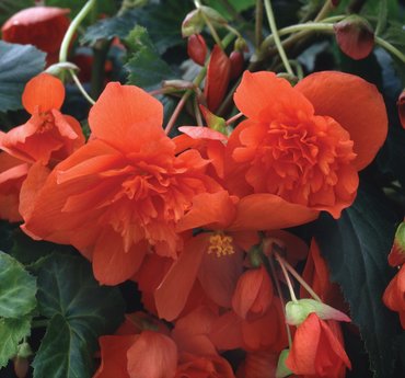 Begonia Illumination Orange Premium Plug