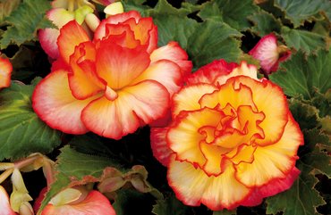 Begonia Majestic Sunburst Premium Plug