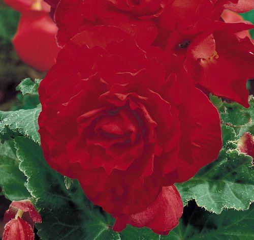 Begonia Nonstop Deep Red Premium Plug