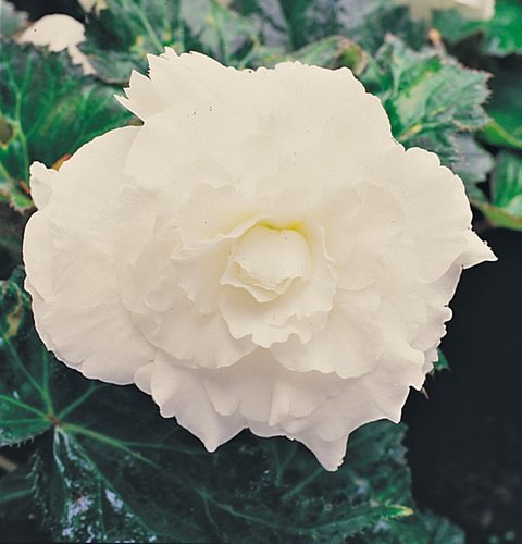 Begonia Nonstop White Premium Plug