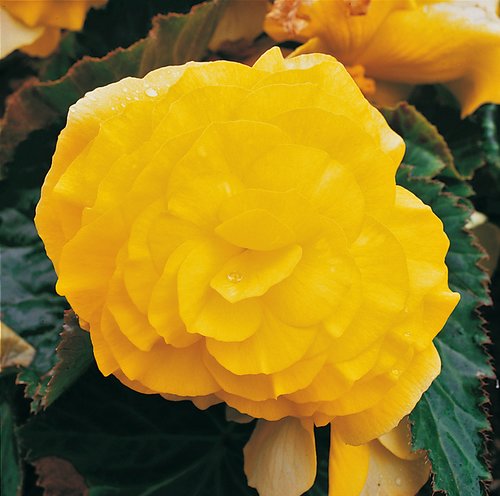 Begonia Nonstop Yellow Premium Plug